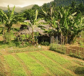 The camp has started a program to grow as much food as it can.