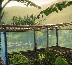 Greenhouses help start the new plantlings.