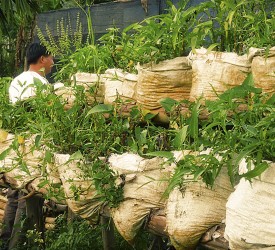 Making the best use of all land to grow new crops.