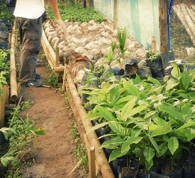 Raised beds help with diversity of crops planted.