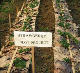 Our strawberry pilot project gets underway.